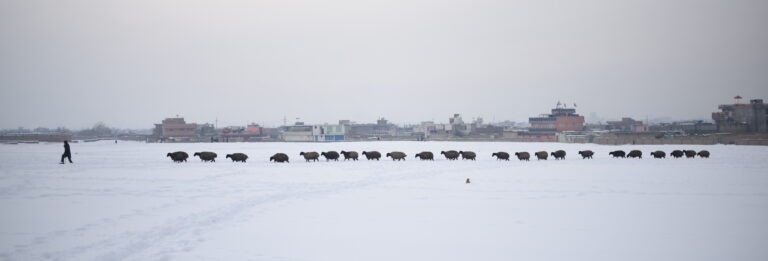 Line of Sheep