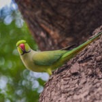 parrot-with-a-story