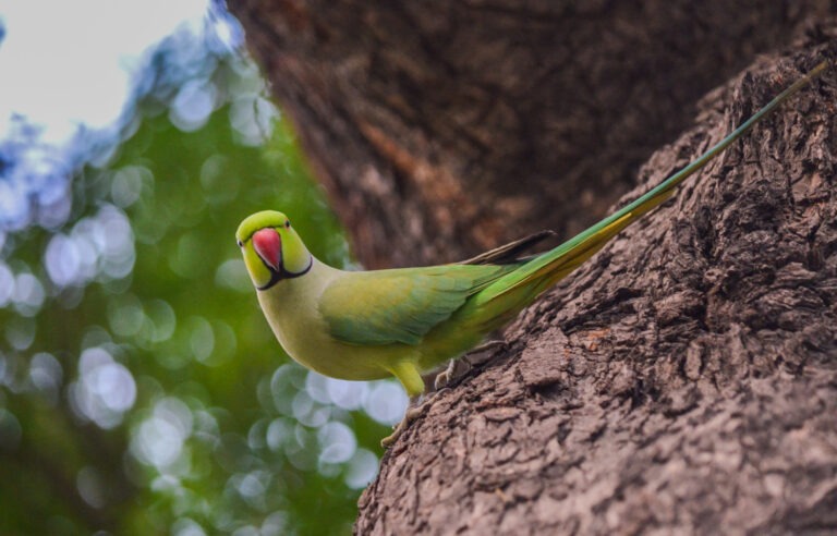 Parrot With a Story